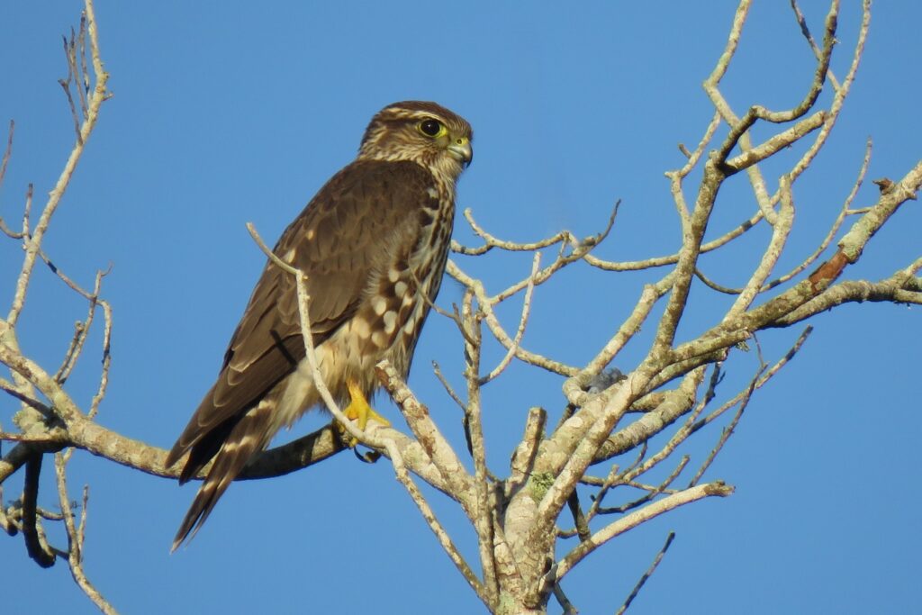 Merlin perched on snag, by Debbie Beer