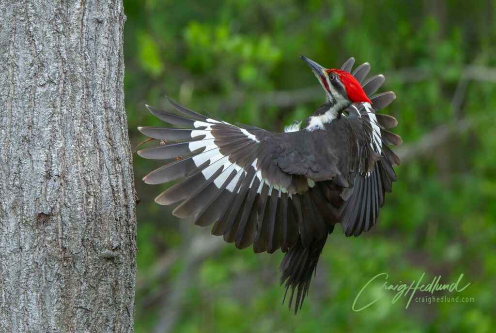 Pileated Woodpecker, by Craig Hedlund
