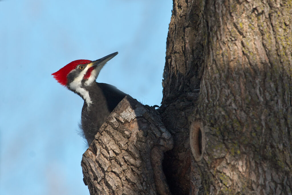 Pileated Woodpecker, by Adrian Binns