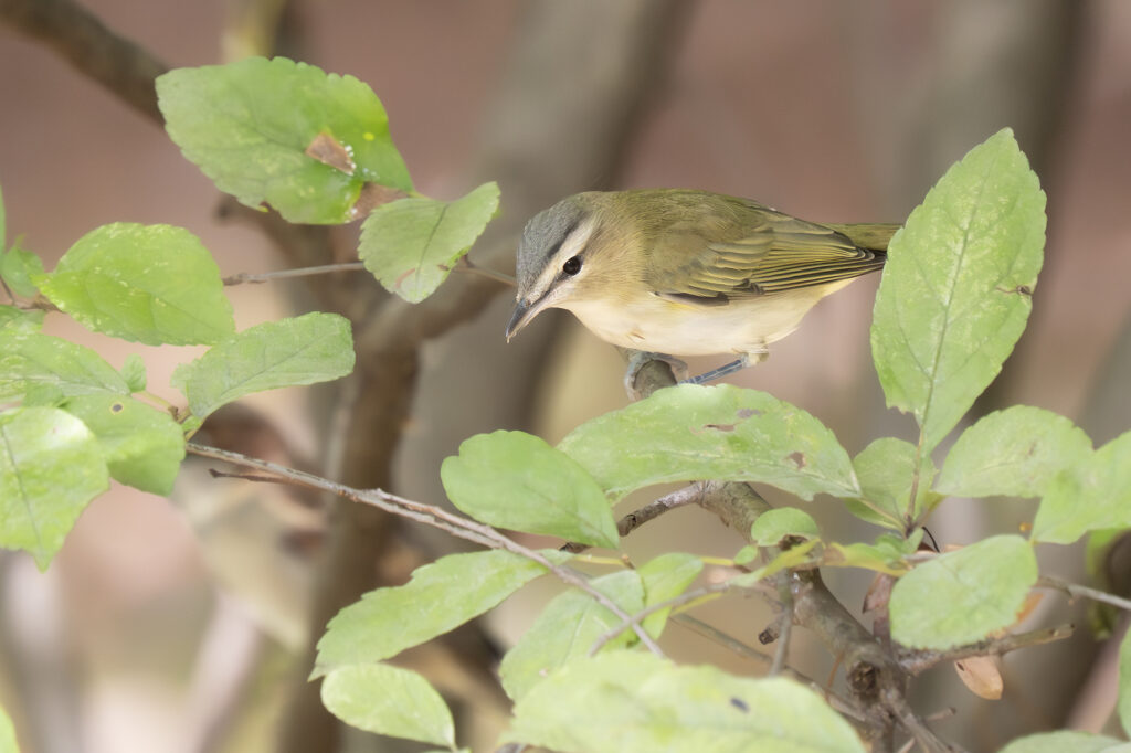 Red-eyed Vireo, by Adrian Binns