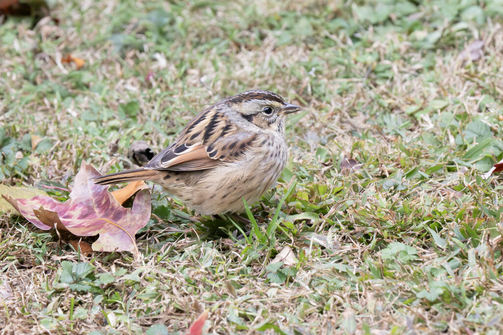 Swamp Sparrow, by Adrian Binns