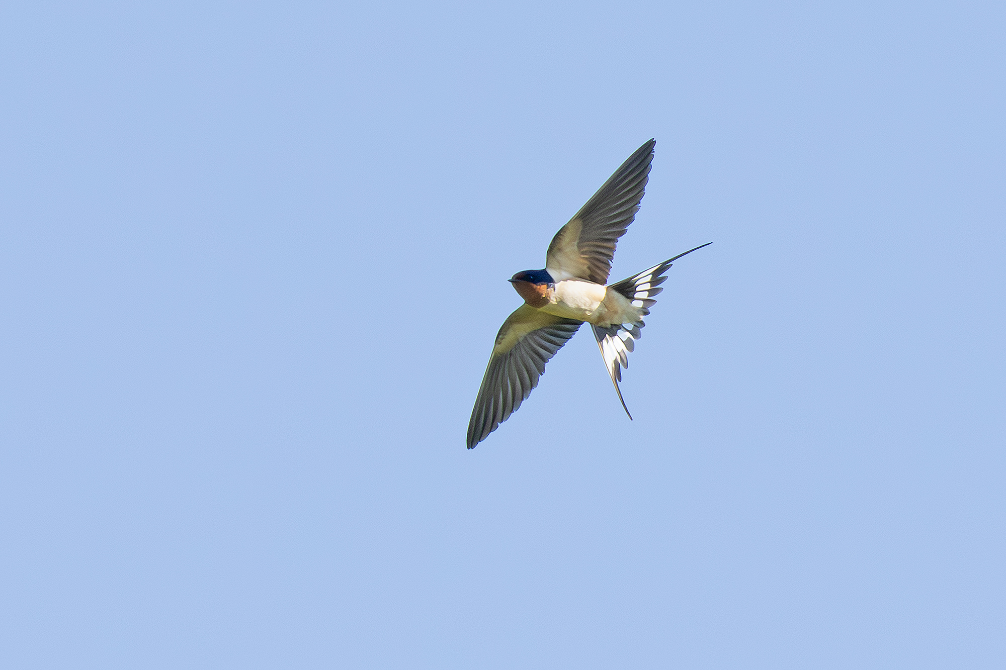 Summer Bird Walk at John Heinz National Wildlife Refuge in Philadelphia