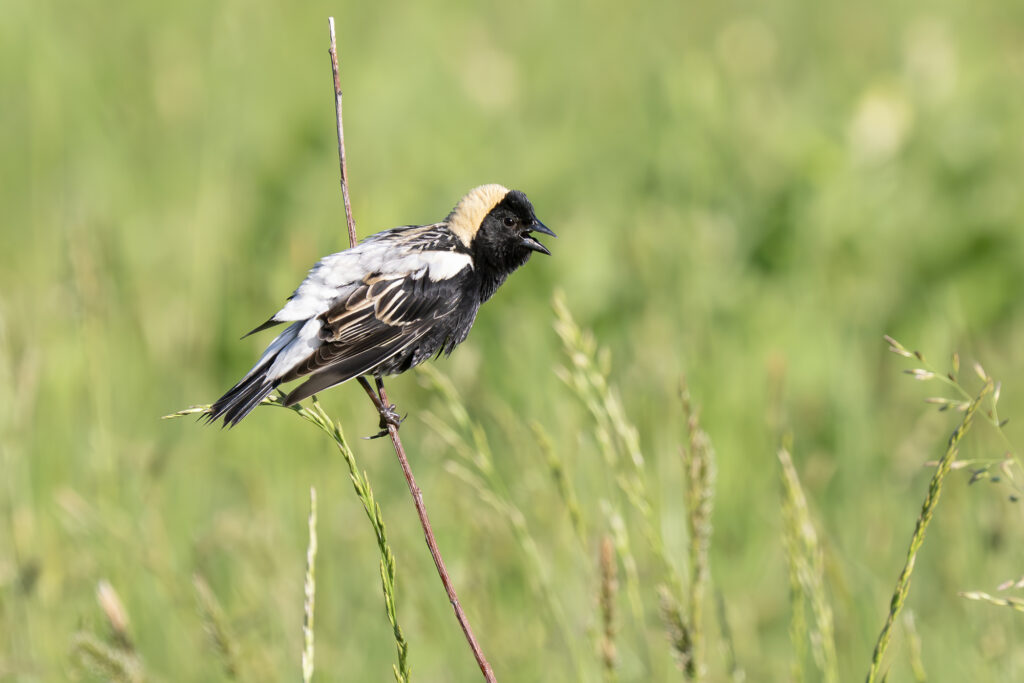 Bobolink on a stalk, photo by Adrian Binns