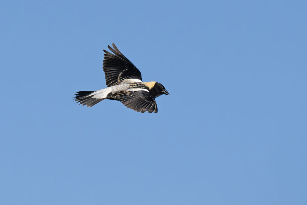Bobolink in flight, photo by Adrian Binns