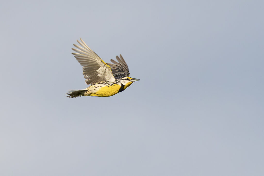 Eastern Meadowlark in flight, photo by Adrian Binns