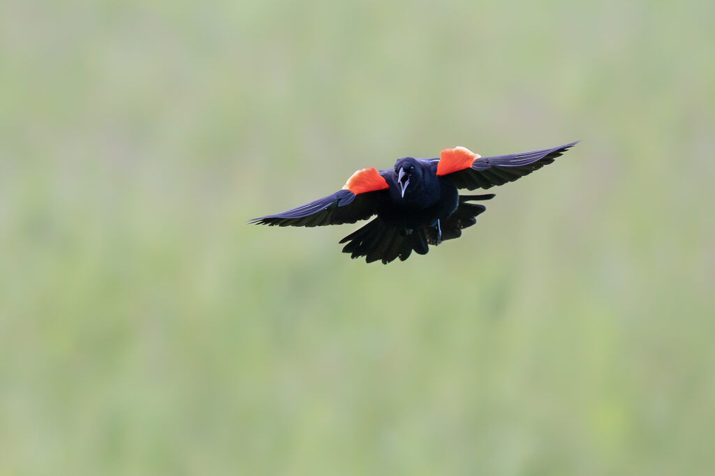 Male Red-winged Blackbird in full display, photo by Adrian Binns