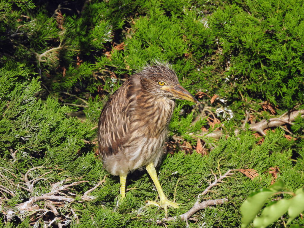 Yellow-crowned Night-heron fledgling, by Kristy Eleftheriou