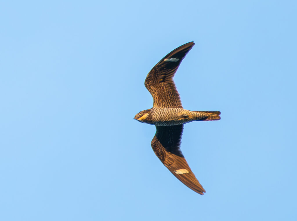 Common Nighthawk in flight, photo by Mridul Anand