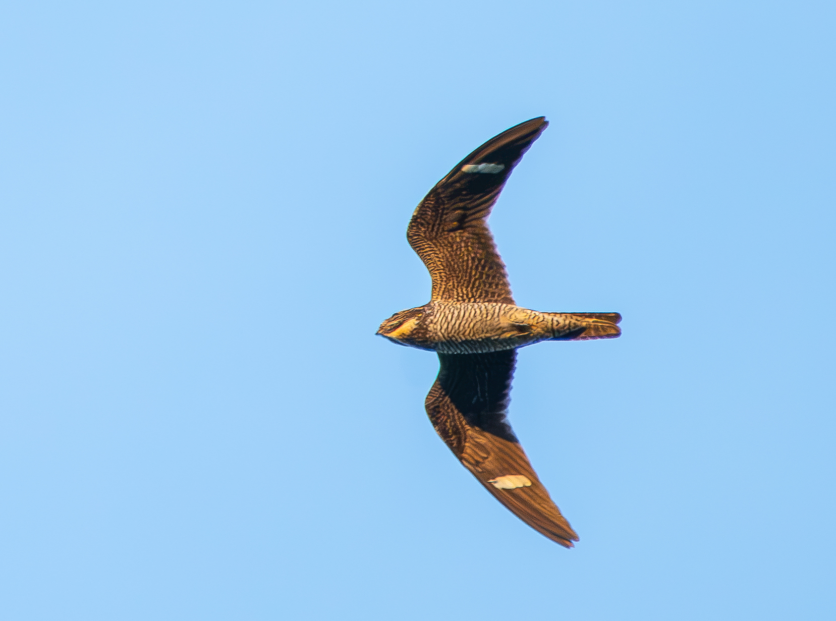 Nighthawk Watch at Haverford College