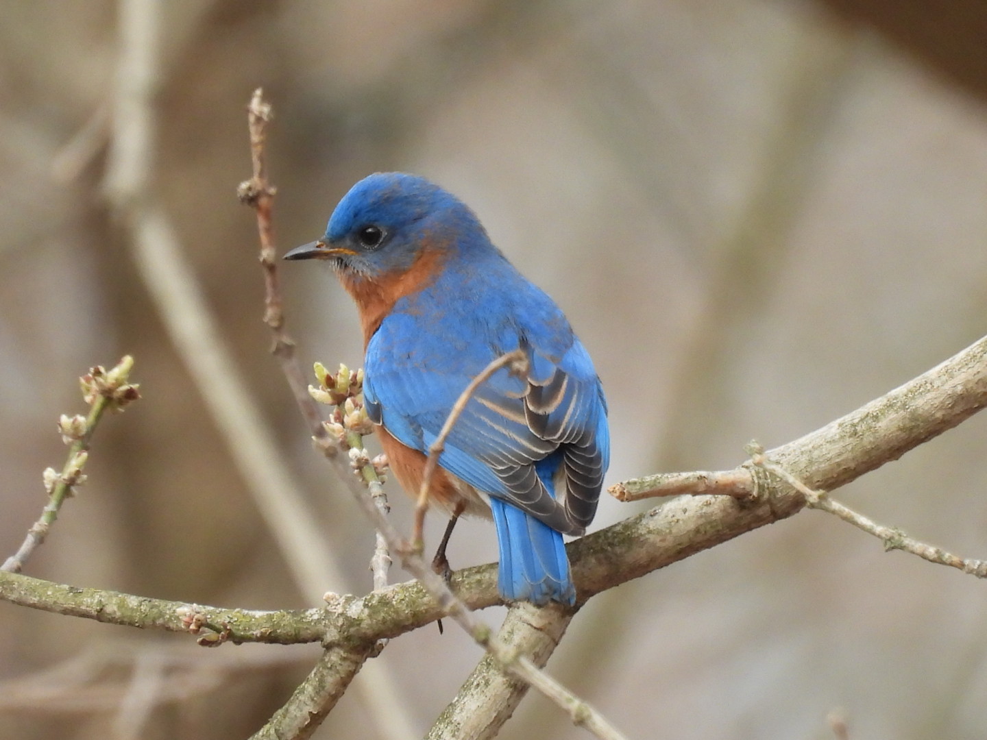Bird Walk at Harvey Run Trail in Chadds Ford