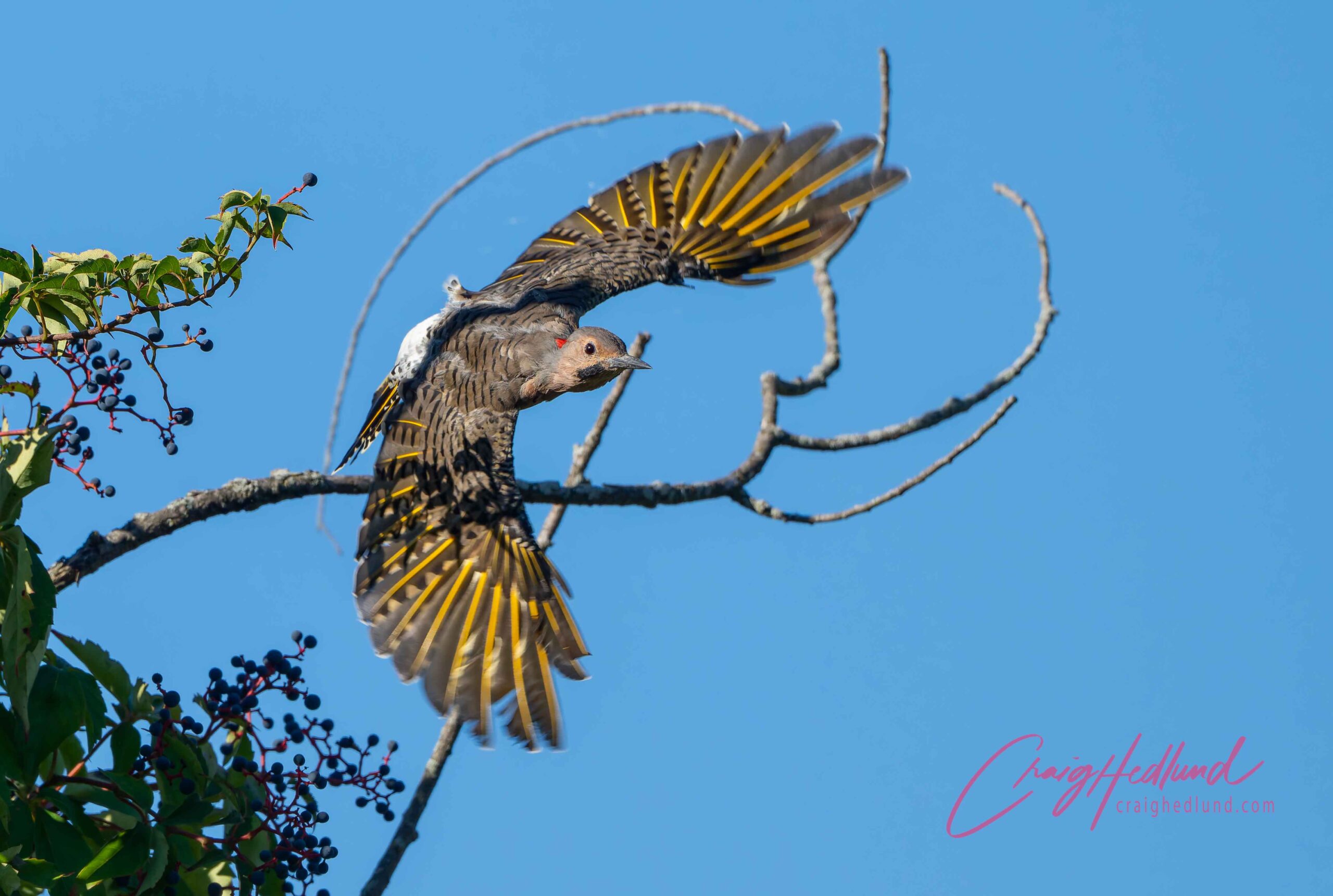 Early Fall Bird Walk at John Heinz National Wildlife Refuge in Philadelphia