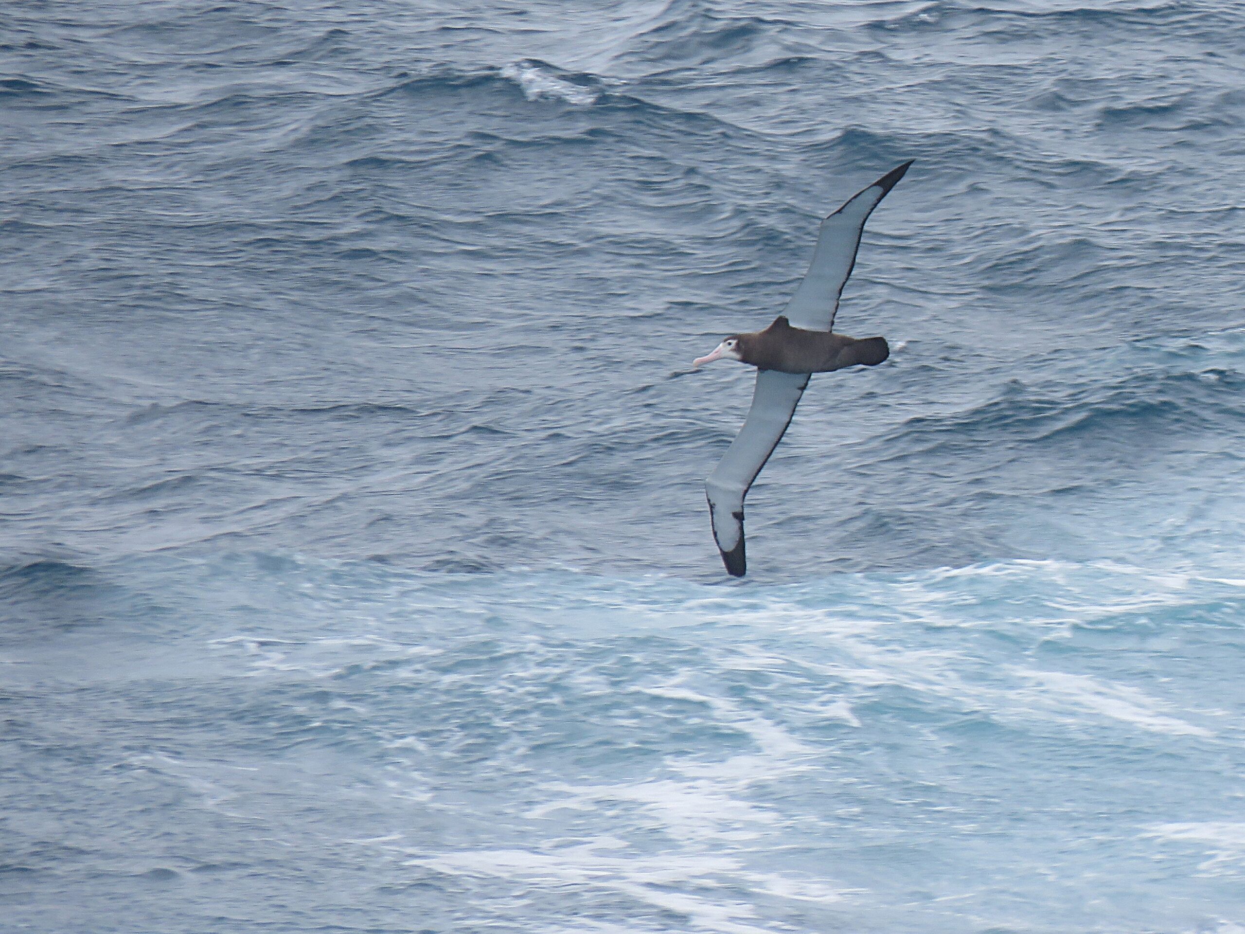Flock to Marion, Epic Adventure at Sea by Linda Widdop